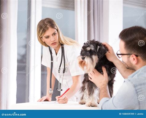 Dog On Veterinarian Examination In Clinic Stock Image Image Of