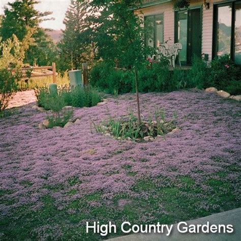 High country gardens, Lawn alternatives, Red creeping thyme