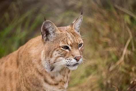 Bobcat Colors What Color Are Bobcats