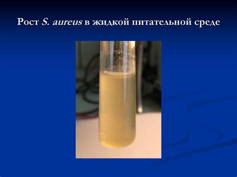 Стафилококки.Таксономия - презентация онлайн