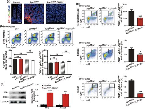 Cd11b Deficiency Reduced Myeloid Derived Suppressor Cells Mdsc