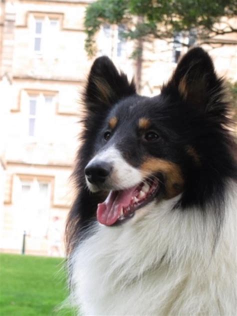Hansom Boyprince Rsheltie