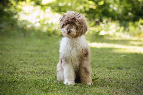 Ethical Breeder of Mini Aussiedoodles