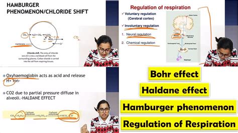 Bohr Effect Haldane Effect Hamburger Phenomenon Respiratory