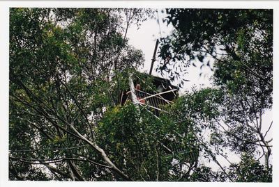 climb  gloucester tree western australia
