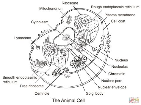 Animal Cell Coloring Page - Coloring Home