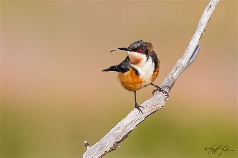 Bird Eastern Spinebill Barwon Bluff