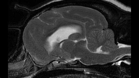 MRI-based Screening and Syringomyelia in Dutch and Danish CKCS