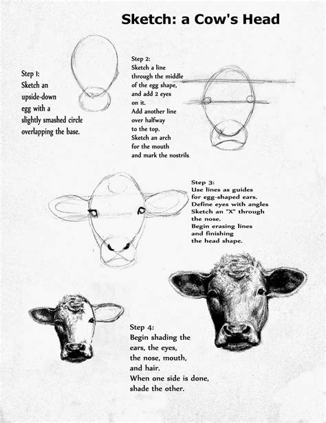 How To Draw A Realistic Cow