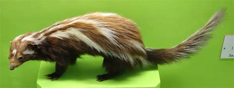 Striped Polecat Unusual Animals Animals Weird Animals