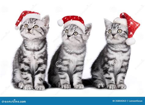 Three Cats On Christmas Stock Image Image Of Christmas 35804263