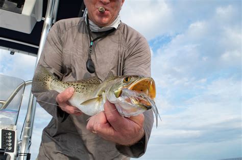 Spotted Trout Regulations The Focus At TX Public Input Meetings