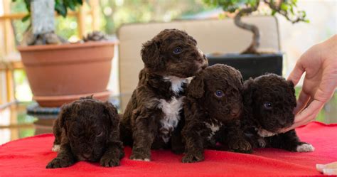 10 cachorros de perros de agua español Fotos