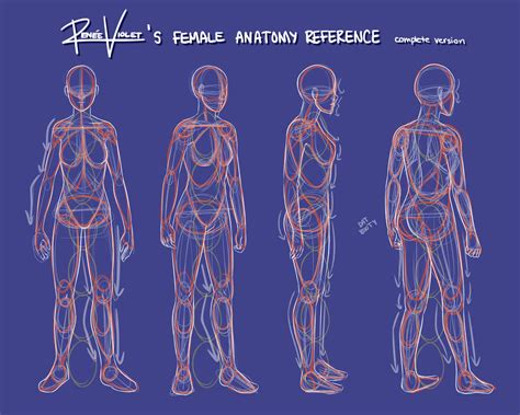 Female Anatomy Reference - complete version by ReneeViolet on DeviantArt