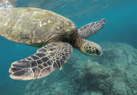 Naissances Extraordinaires De Tortues Caouanne En Corse Du Sud Un