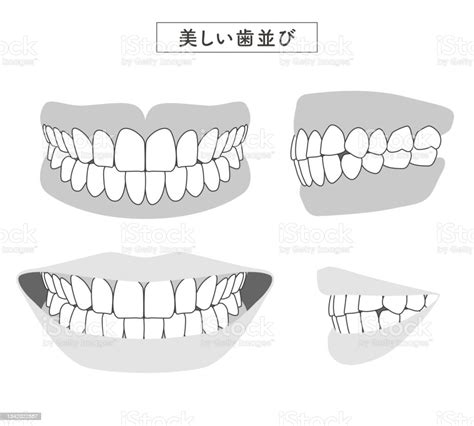 Beautiful Dentition Set Illustration Stock Illustration Download Image Now Diagram Mouth