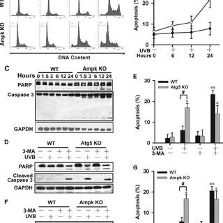 Inhibition Of P Pathway Attenuates Uvb Induced Apoptosis In