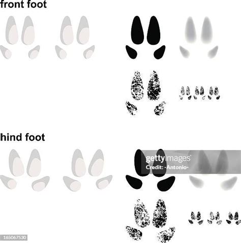 49 Pig Footprint Stock Photos High Res Pictures And Images Getty Images