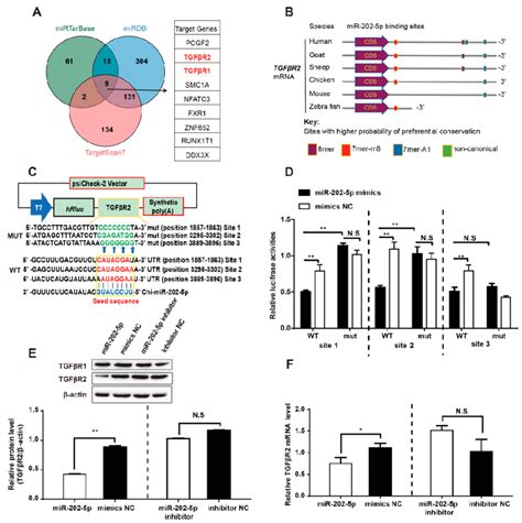 Tgf R Is A Direct Target Of Mir P A Targets Of Mir P Were