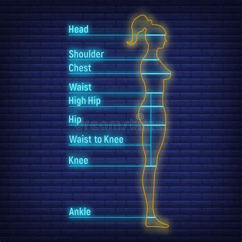 Female And Male Size Chart Anatomy Human Character People Dummy Front