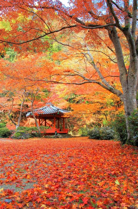 日本の秋ならではの絶景！秋のおすすめ景色23選2ページ目