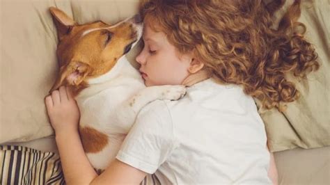 Voici Pourquoi Il Ne Faut Surtout Pas Dormir Avec Son Chien D Apr S Un