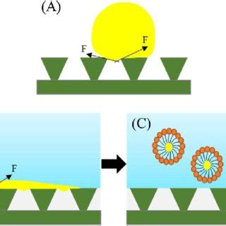 Sem Images Of The Omniphobic Membranes Modified By A In Situ Growth