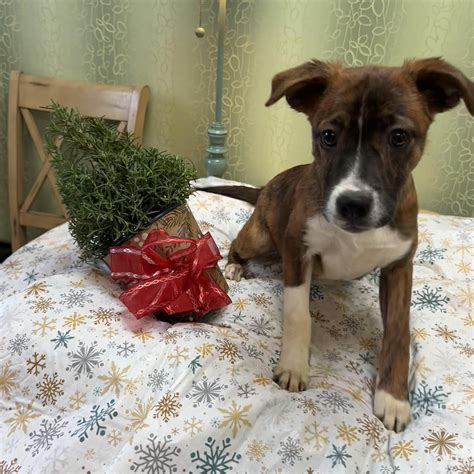 Dog for adoption - Lexi, a Labrador Retriever Mix in Parsippany, NJ