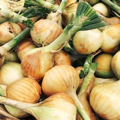 Walla Walla Onions Information Recipes And Facts