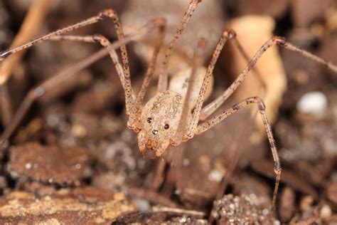 Eny2080in1366 An Introduction To Some Common And Charismatic Florida Spiders