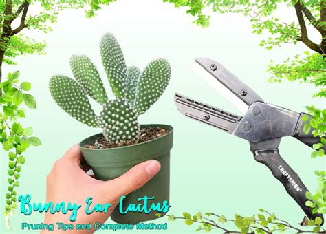 Bunny Ears Cactus Pruning Tips And Complete Method Cactifam29