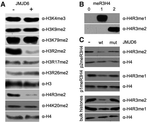 Jmjd6 Is A Histone Arginine Demethylase Science