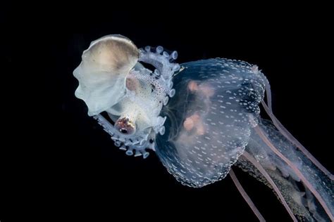 Should You Pick Up An Argonaut Octopus Hitchhiker Lets Find Out