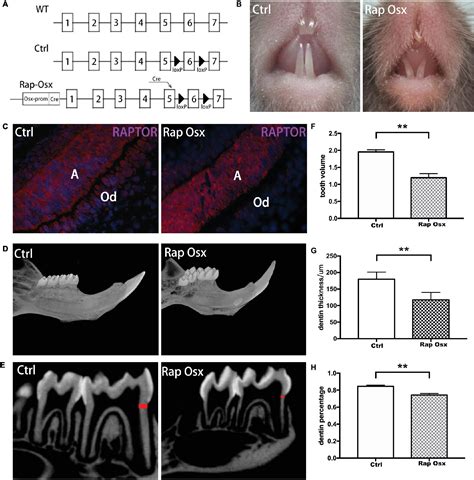 Frontiers Conditional Knockout Of Raptor MTORC1 Results In Dentin