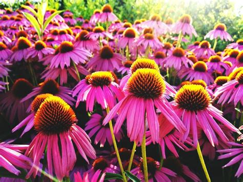 Premium Photo | Pink coneflowers on field