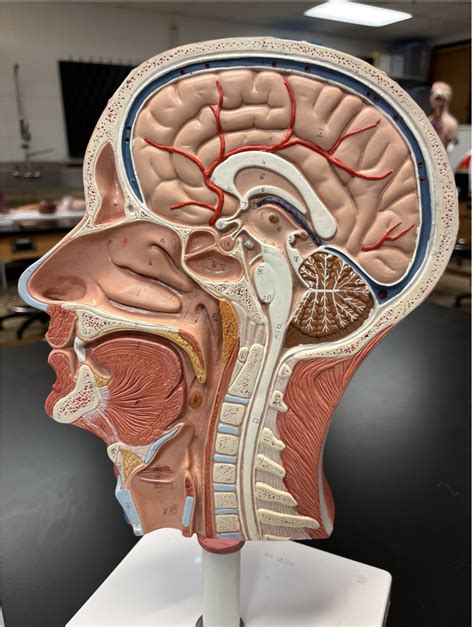 Midsagittal Head Model Respiratory System Digestive Diagram Quizlet