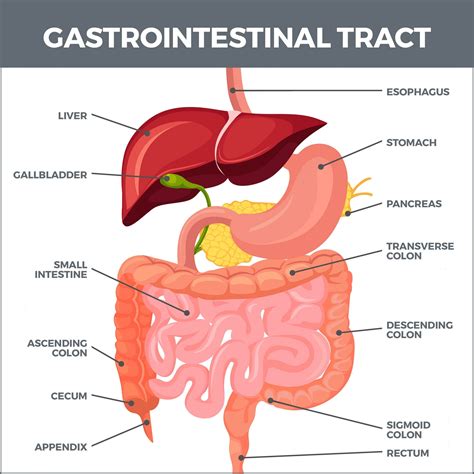 Capsule Endoscopy Gastro Md