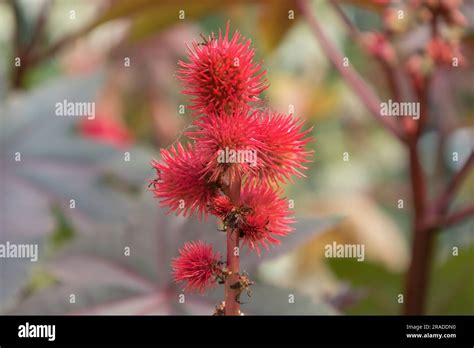 Ricin Plant Ricinus Communis France Stock Photo Alamy