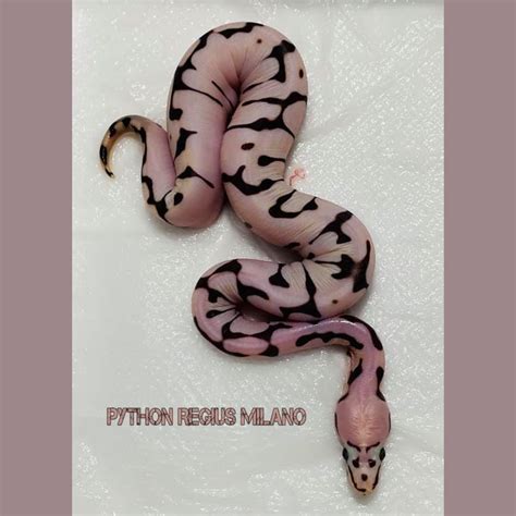 Scaleless Ball Python