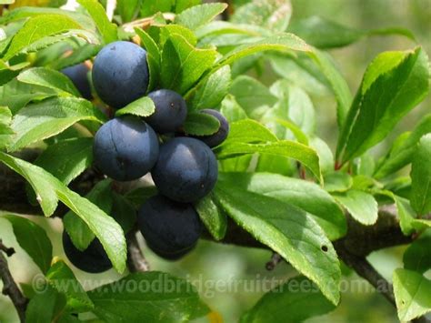 Sloe "Blackthorn" - Woodbridge Fruit Trees