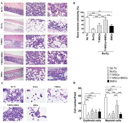 Human Tonsilderived Mesenchymal Stromal Cells Enhanced Myelopoiesis In