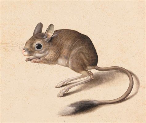 Gerbil Drawing at GetDrawings | Free download