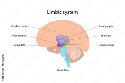 The limbic system is responsible for the management of human emotional ...