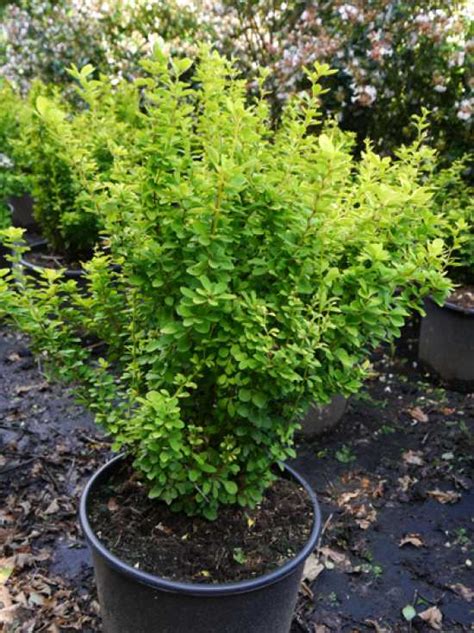 Gold Berberitze Maria Berberis Thunbergii Maria G Nstig Kaufen