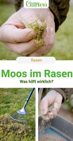 Bye bye Moos So bekommen Sie Ihren perfekten Rasen zurück Moos im