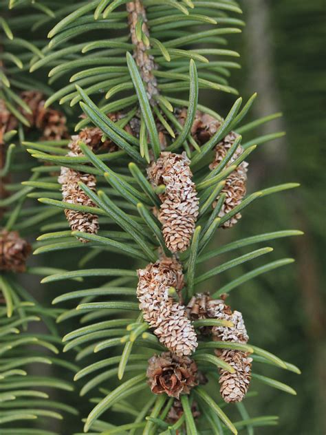 Picea Abies Pinaceae Image At Phytoimages Siu Edu