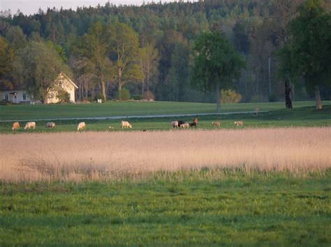 Abbotn S S Teri En Lite Tr Kig Final P Kalvningss Songen Atl