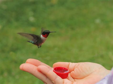 Hummingbird Size Comparison