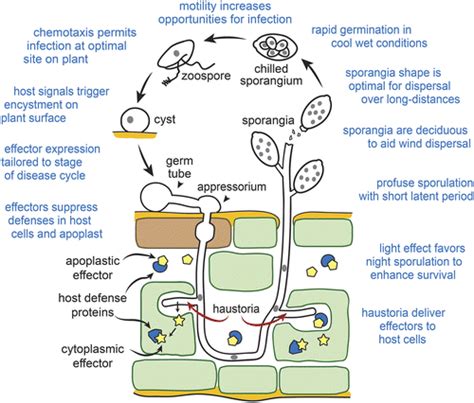 Phytophthora Infestans Diagram