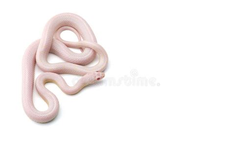 Eastern Garter Snake Isolated on White Background Stock Photo - Image ...